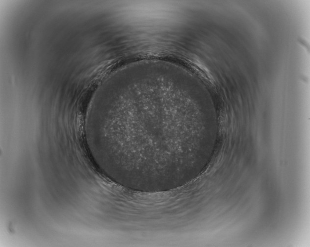 X0000096160029200802081444