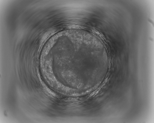 X0000096160049200802081443