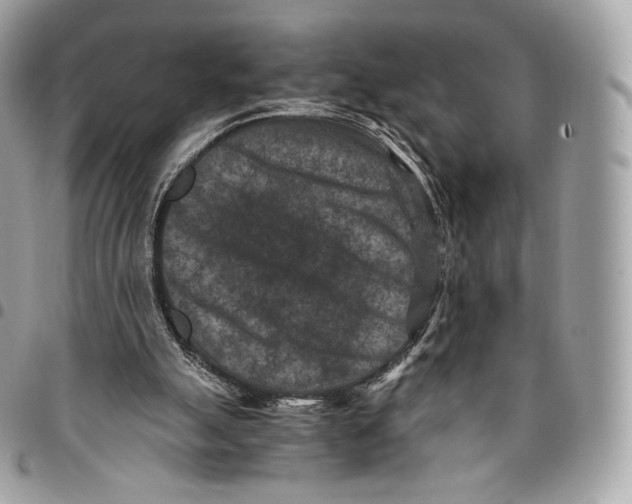 X0000096160055200802081443