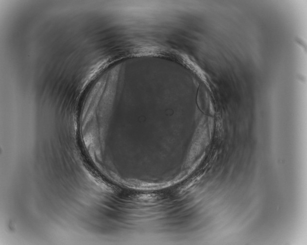 X0000096160059200802081443