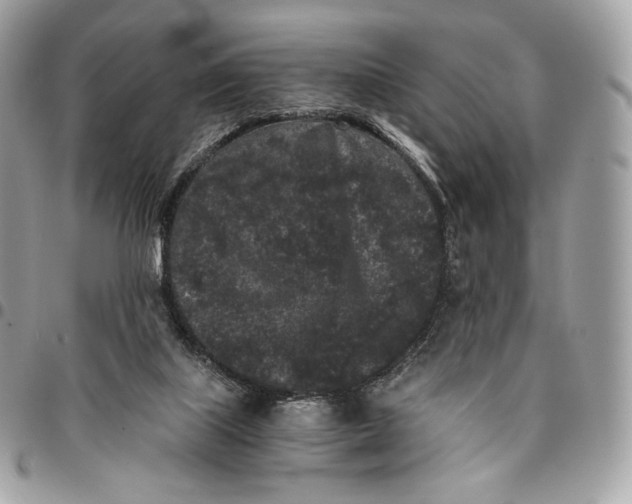 X0000096160067200802081443