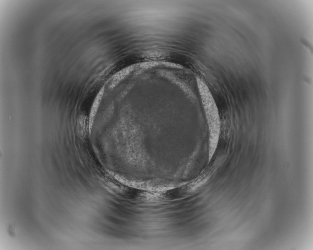 X0000096160093200802081444