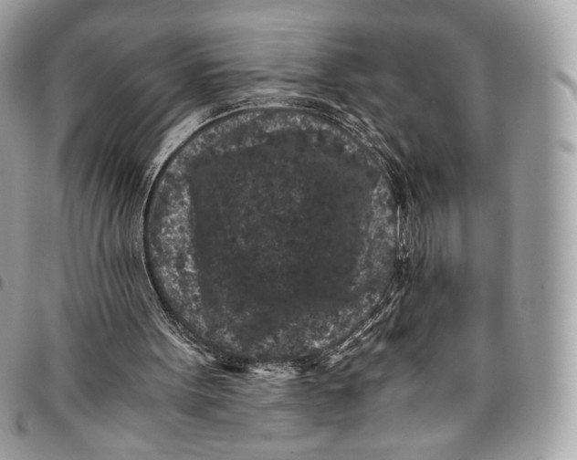 X0000096160099200802081443