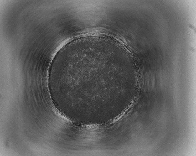 X0000096160100200802081443