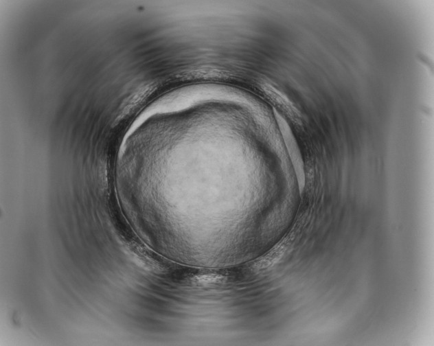 X0000096160158200802081442