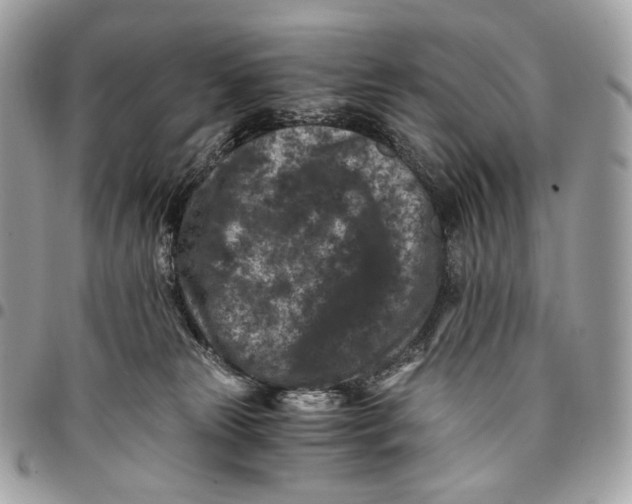 X0000096160181200802081442