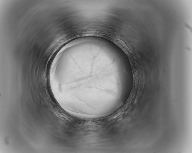 X0000096160290200802081440