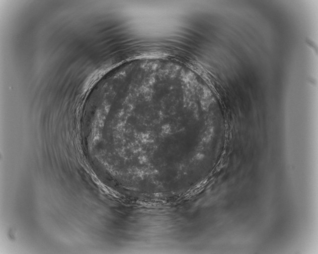 X0000096160337200802081439