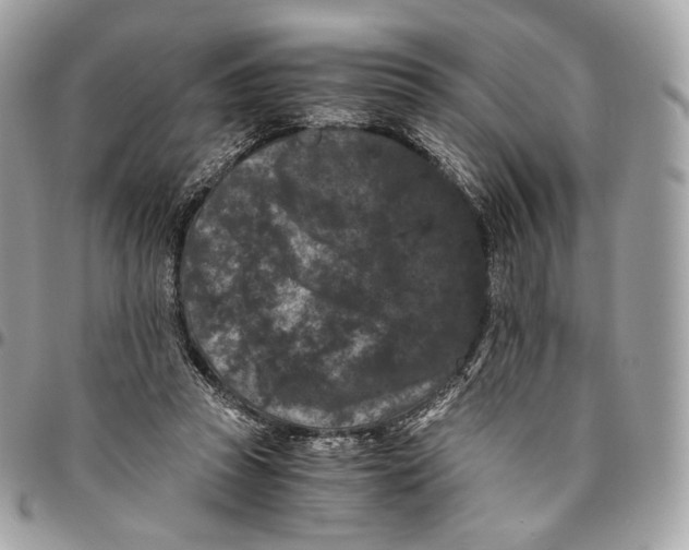 X0000096160353200802081439