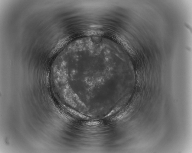 X0000096160357200802081439