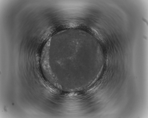 X0000096160366200802081439