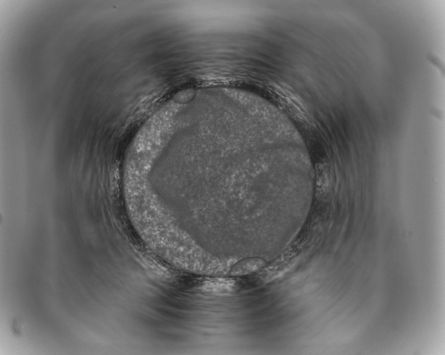 X0000096160369200802081439