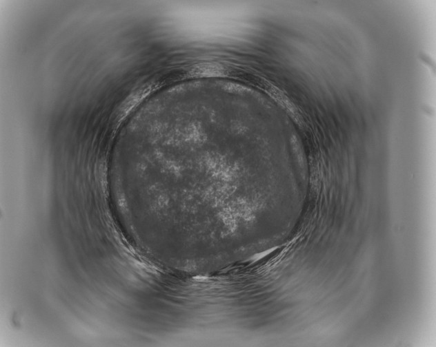 X0000096160386200802081439