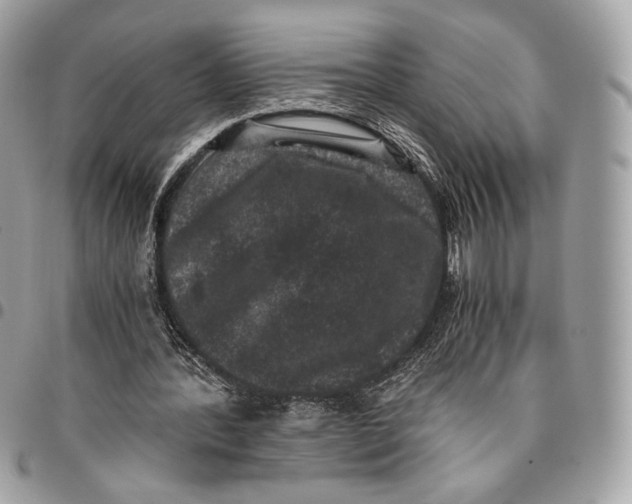 X0000096160388200802081439