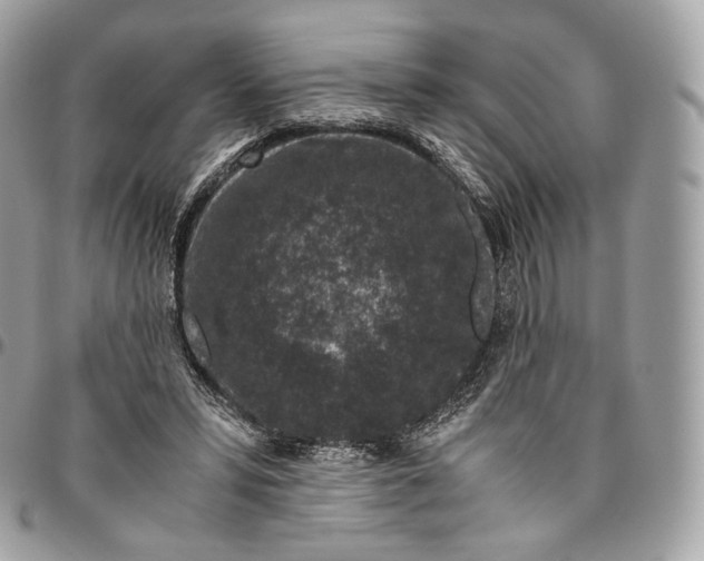 X0000096160399200802081439