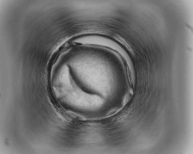 X0000096160436200802081438