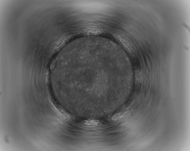 X0000096160451200802081438