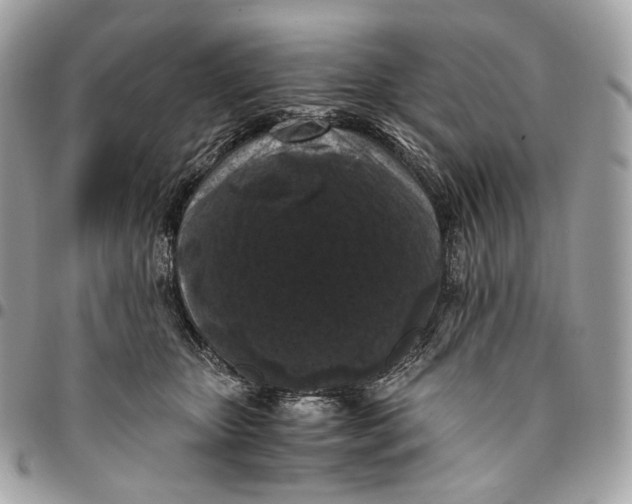 X0000096160467200802081438