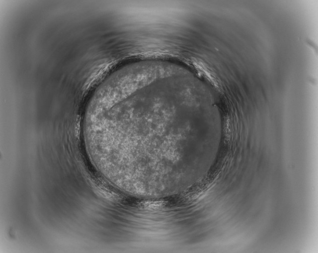 X0000096160495200802081437