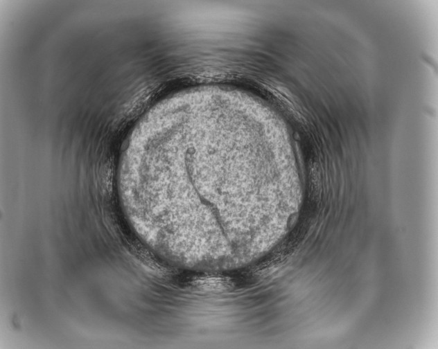 X0000096160499200802081437