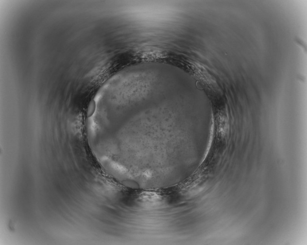 X0000096160519200802081437