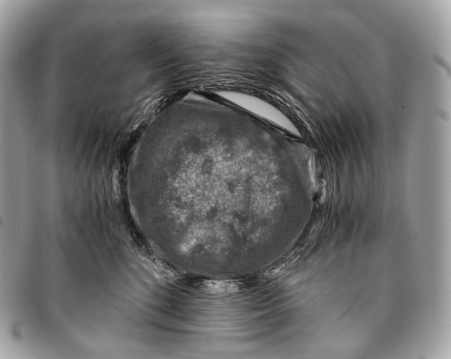 X0000096160520200802081437