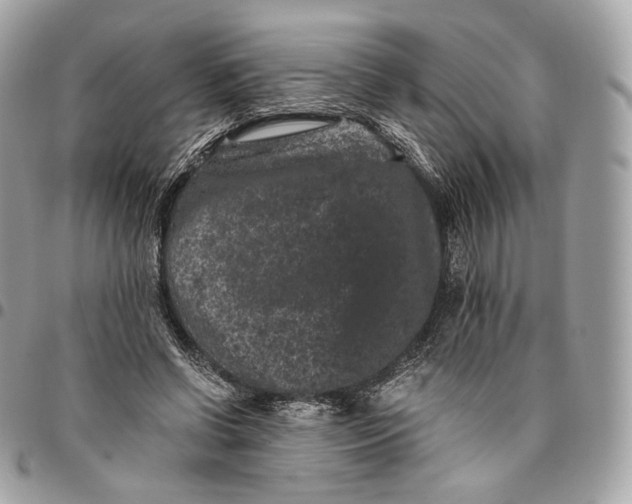 X0000096160542200802081436