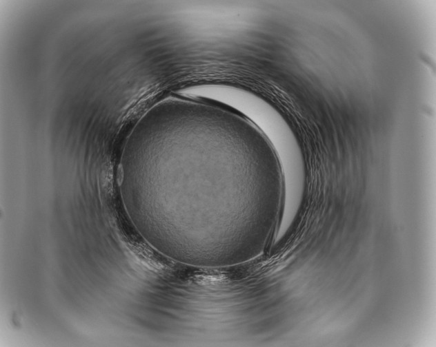 X0000096160552200802081436