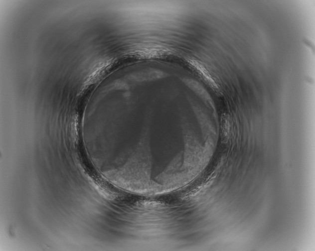 X0000096160590200802081436