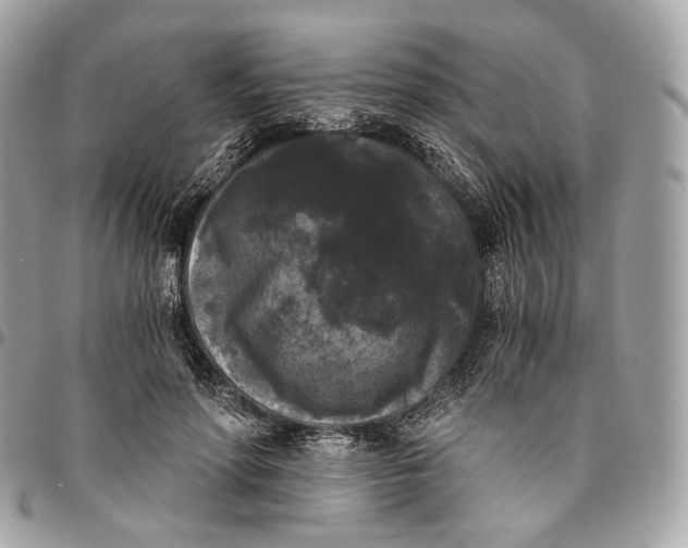 X0000096160598200802081436