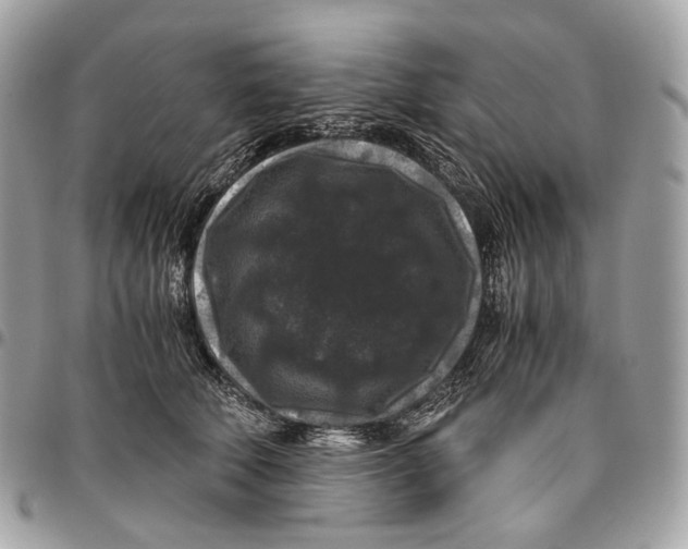 X0000096160610200802081435