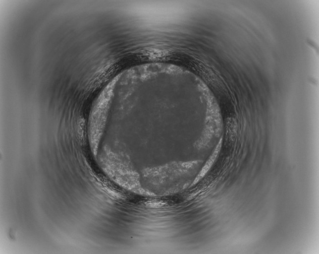 X0000096160650200802081435