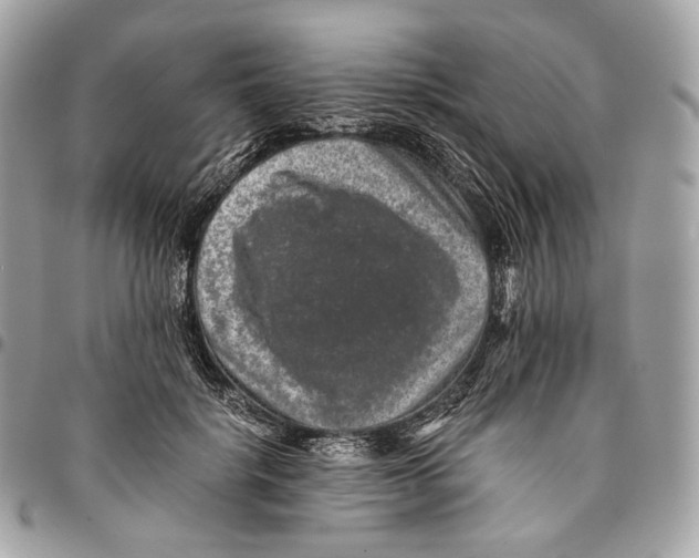 X0000096160652200802081435