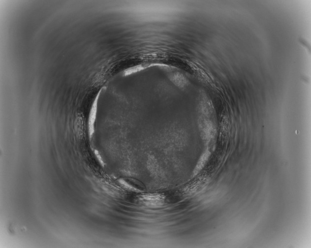 X0000096160659200802081435