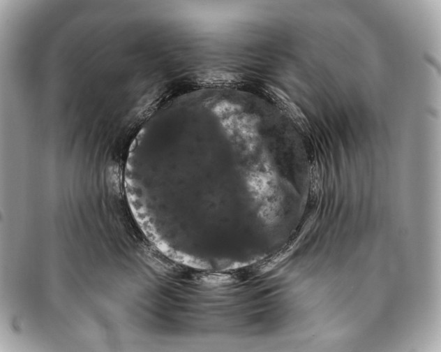 X0000096160669200802081435