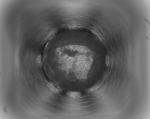 X0000096160670200802081435