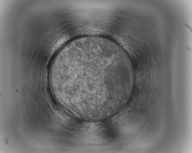 X0000096160679200802081434