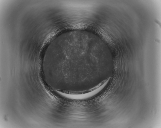 X0000096160736200802081433