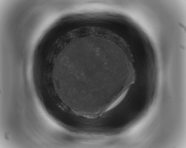 X0000096160766200802081434