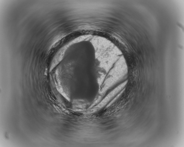 X0000096160775200802081433