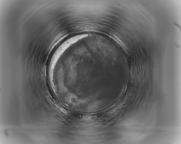 X0000096160790200802081433