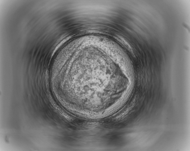 X0000096160798200802081433