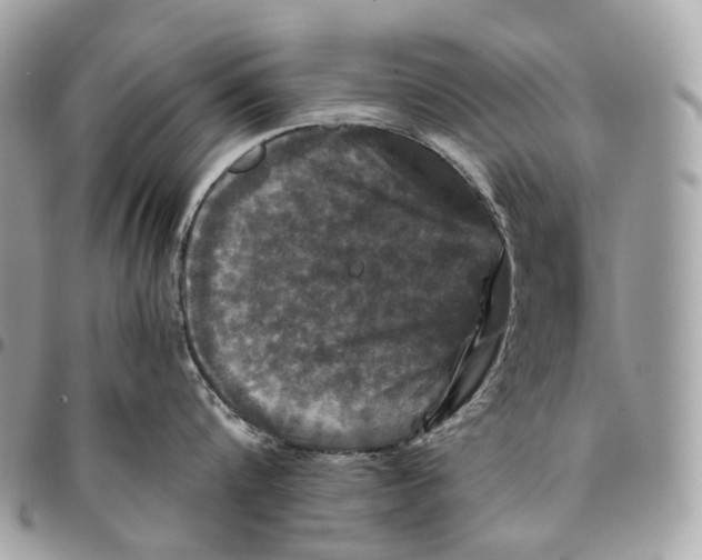 X0000096160816200802081432