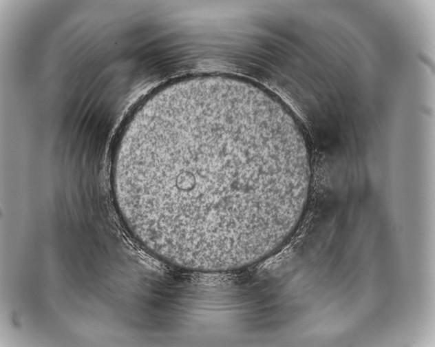 X0000096160832200802081432