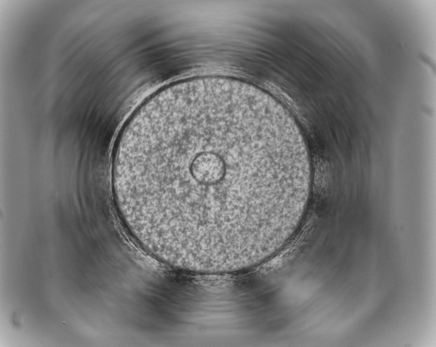 X0000096160836200802081432