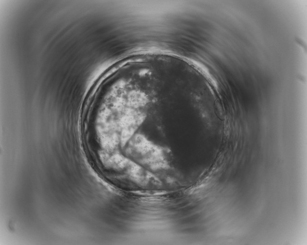 X0000096160863200802081432