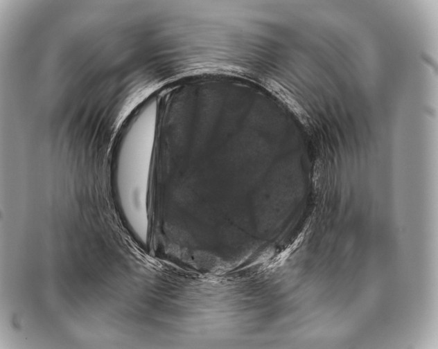 X0000096160877200802081431