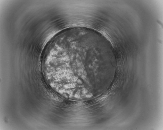 X0000096160879200802081431