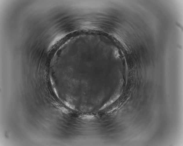 X0000096160919200802081430