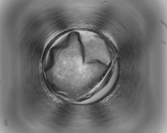 X0000096160928200802081431